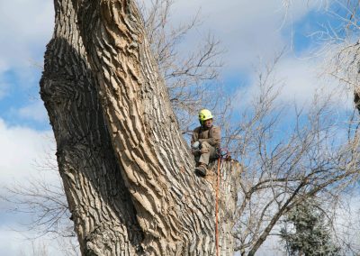 No tree is too big. This cottonwood was a big job, but we took it down safely without damage to property.