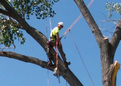 An essential part of tree work is rigging, a skill that I learned in the Marine Corps.