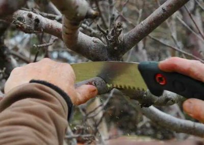 Correct pruning done by a professional can mitigate risks to your property and improve the health and aesthetic value of your trees.