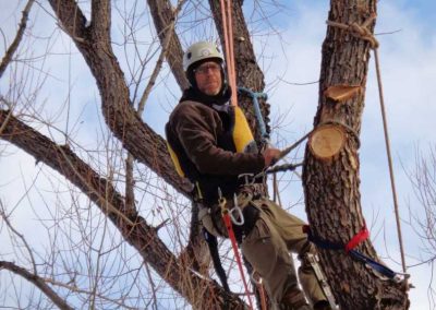 Pruning a tree over Boulder Creek.